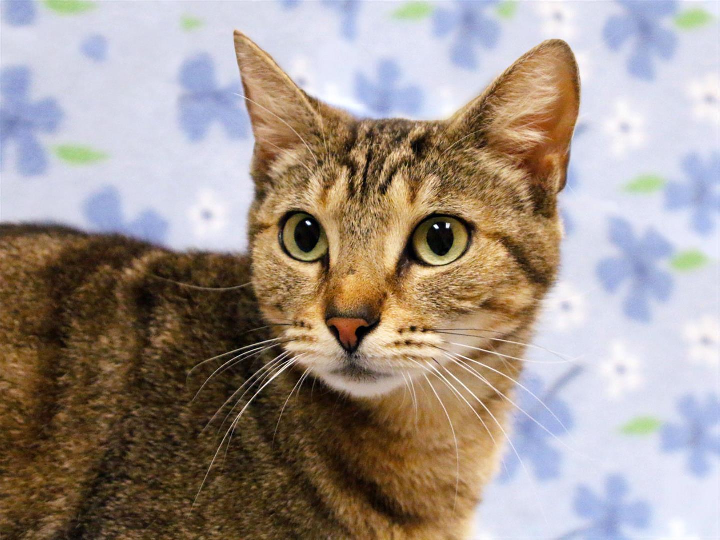 Domestic Animal Services